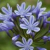 Agapanthus 'Sweet Surprise' -Garden Living Store PB0327 1