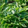 Hosta 'Sugar & Spice' -Garden Living Store PB0357 1
