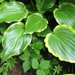 Hosta 'Sugar & Spice' -Garden Living Store PB0357 3