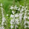 Salvia 'Lyrical White' -Garden Living Store PB0372 1