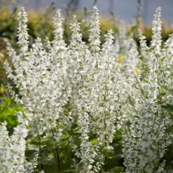 Salvia 'Lyrical White' -Garden Living Store PB0372 3