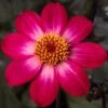 Dahlia 'Dahlegria Magenta Bicolour' -Garden Living Store PB0386 1