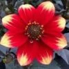 Dahlia 'Dahlegria Orange Yellow Tip' -Garden Living Store PB0387 1
