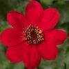 Dahlia 'Dahlegria Red' -Garden Living Store PB0389 1
