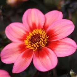Dahlia 'Dahlegria Tricolore'