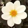 Dahlia 'Dahlegria White' -Garden Living Store PB0391 1