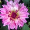 Dahlia 'Sincerity' -Garden Living Store PB0392 1