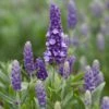Lavender 'Blue Spear' -Garden Living Store PB0404 1