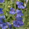 Penstemon 'Electric Blue' -Garden Living Store PB0410 1
