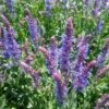Salvia 'Blue Hill' -Garden Living Store PB0413 1