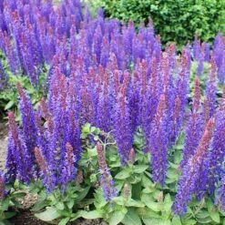 Salvia 'Blue Hill' -Garden Living Store PB0413 3