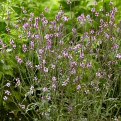 Verbena 'Bampton' -Garden Living Store PB0418 3