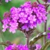 Verbena Rigida -Garden Living Store PB0419 1