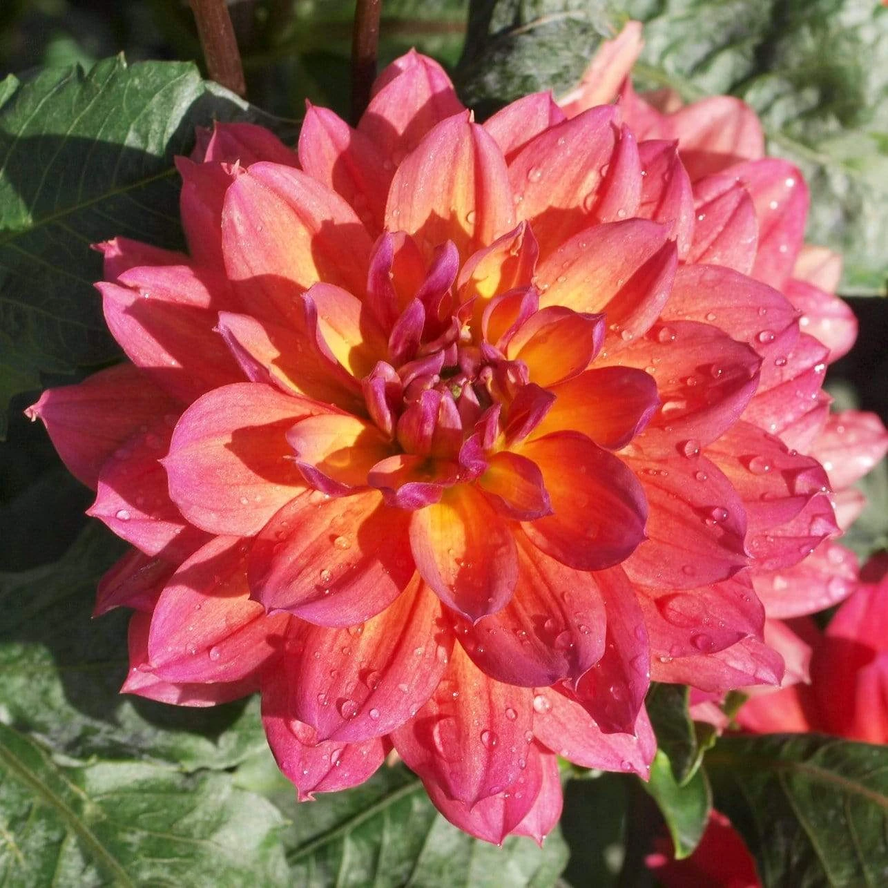 Dahlia 'Firepot' 6 Dahlia 'Firepot' - Image 4