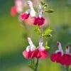Salvia 'Hot Lips' -Garden Living Store PB0432 1