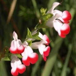 Salvia 'Hot Lips' -Garden Living Store PB0432 3