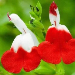 Salvia 'Hot Lips' -Garden Living Store PB0432 4