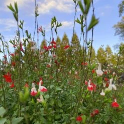 Salvia 'Hot Lips' -Garden Living Store PB0432 5
