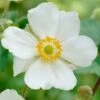 Anemone 'Elfin Swan' -Garden Living Store PB0449 1
