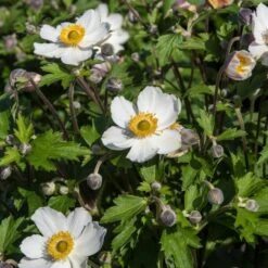 Anemone 'Elfin Swan' -Garden Living Store PB0449 3
