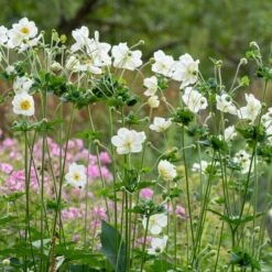 Anemone 'Elfin Swan' -Garden Living Store PB0449 4