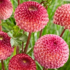 Dahlia 'Burlesca' -Garden Living Store PB0487 2