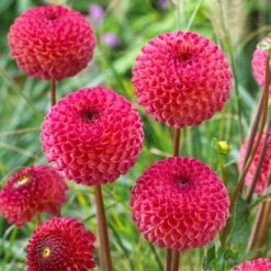 Dahlia 'Burlesca' -Garden Living Store PB0487 3