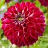 Dahlia 'Embassy' -Garden Living Store PB0490 1