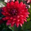 Dahlia 'Karma Amora' -Garden Living Store PB0491 1