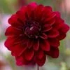 Dahlia 'Karma Naomi' -Garden Living Store PB0492 1