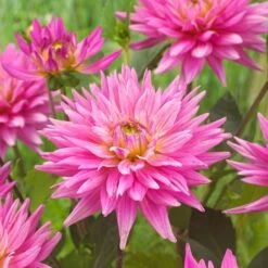 Dahlia 'Karma Pink Corona' 7 Dahlia 'Karma Pink Corona' -Garden Living Store PB0493 3