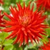 Dahlia 'Karma Red Corona' -Garden Living Store PB0494 1