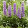 Delphinium 'Delgenius Breezin' -Garden Living Store PB0506 1