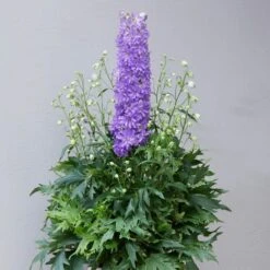 Delphinium 'Delgenius Breezin' -Garden Living Store PB0506 2
