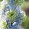 Delphinium 'Highlander Crystal Delight' -Garden Living Store PB0512 1