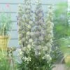 Delphinium 'Highlander Moonlight' -Garden Living Store PB0513