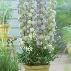 Delphinium 'Highlander Moonlight' -Garden Living Store PB0513 2