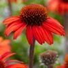Echinacea 'SunSeekers Red' -Garden Living Store PB0540 1 f6eea52b 67d0 408c 88c4 715a6080f038