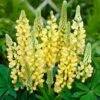 Lupin Legendary Yellow Shades -Garden Living Store PB0606 1 5b73d137 b3dc 4d92 a36c a6d9a03ce672