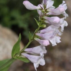 Penstemon 'Pensham Wedding Day' -Garden Living Store PB0615 2