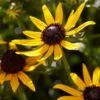 Rudbeckia 'Little Gold Star' -Garden Living Store PB0630 3 98b412d0 60b3 4875 82ec e585493efb55