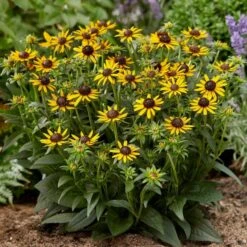 Rudbeckia 'Little Gold Star' -Garden Living Store PB0630 4 517c0c1d 0559 49eb b236 a6e3eddbdda5
