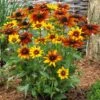 Rudbeckia 'Summerina Orange' -Garden Living Store PB0631 1 edf7422d f3aa 4592 b994 46567dd47af2