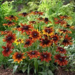Rudbeckia 'Summerina Orange' -Garden Living Store PB0631 3 5aef5f50 11a7 4c80 bcd1 3c4ed029bd20