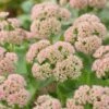 Sedum 'Autumn Joy' -Garden Living Store PB0642 1 513ddb6a 6841 4694 a22e da77e329ea6a