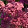 Sedum 'Rose Carpet' -Garden Living Store PB0645 1