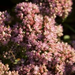 Sedum 'Sunsparkler Lime Zinger' -Garden Living Store PB0647 3