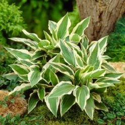 Hosta 'Patriot' -Garden Living Store PB0673 3
