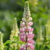 Lupin 'Legendary Rose Shades' 2 Lupin 'Legendary Rose Shades' -Garden Living Store PB0675 1