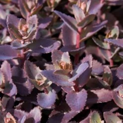 Sedum 'Chocolate Cherry' 7 Sedum 'Chocolate Cherry' -Garden Living Store PB0735 1